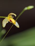 Bulbophyllum tenuifolium