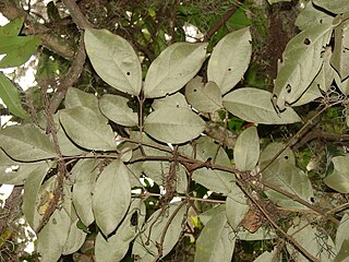 <i>Bunchosia argentea</i> species of plant