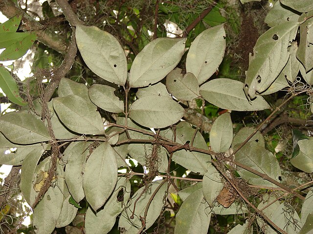 Description de l'image Bunchosia argentea.jpg.