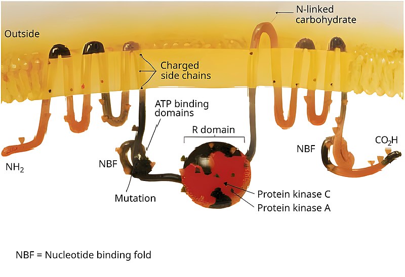 File:CFTR.jpg