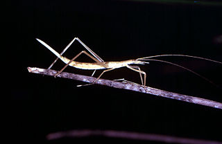 <i>Zaprochilinae</i> Subfamily of cricket-like animals