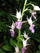 Calanthe reflexa Calanthe puberula