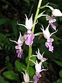 Calanthe puberula Niigata pref., Japan