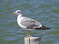 * Nomination A yellow-legged gull at Palo Alto Duck Pond. --Yobkj 14:19, 22 May 2021 (UTC) * Decline  Oppose Sorry, but the eye is pitch black (looks strange) + the detail could be better. --Nefronus 15:04, 22 May 2021 (UTC)  Comment This is not a yellow-legged gull (wrong part of the world) but a California gull (which does have a very dark eye, though I'm not sure it's QI regardless). BTW please make sure the images are categorized before nominating. Rhododendrites 16:31, 22 May 2021 (UTC)