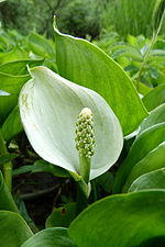 Miniatura per Calla palustris