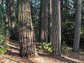 Trunk (left), with Pinus ponderosa (right). Castle Crags, Shasta-Trinity National Forest, California
