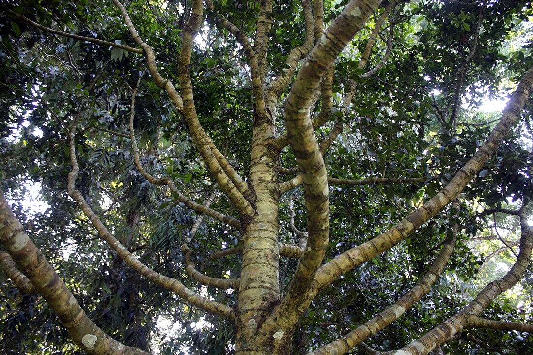 Calophyllum calaba