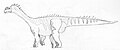 Camarasaurus