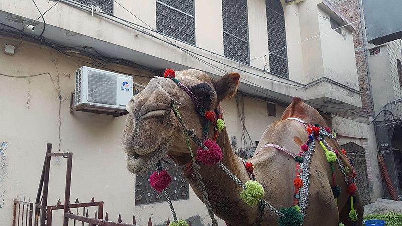 File:Camel 20180816175536 04.jpg