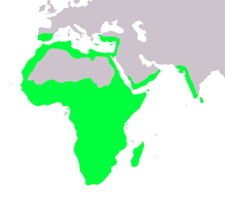       Área de distribución natural dos camaleónidos