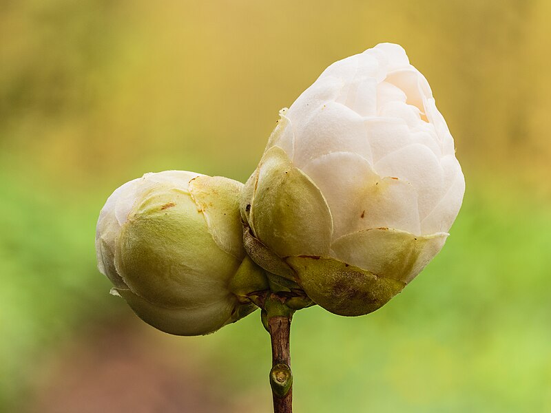 File:Camellia × williamsii 'Jury's Yellow'. 25-03-2024 (d.j.b.).jpg