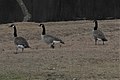 Canada Geese in Fox River Grove, Illinois.jpg