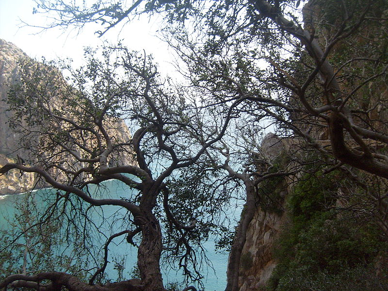 File:Cap Carbon derier les arbres, Wilaya de Béjaïa.JPG