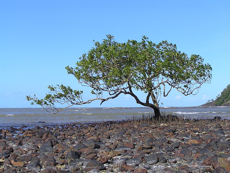 File:Cape Tribulation - panoramio (6).jpg