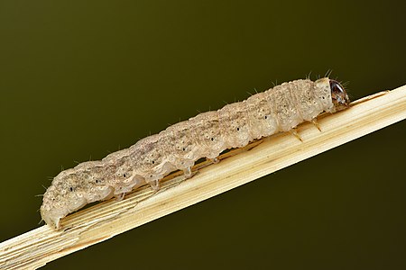 Caradrina ssp. caterpillar (side view) - Keila