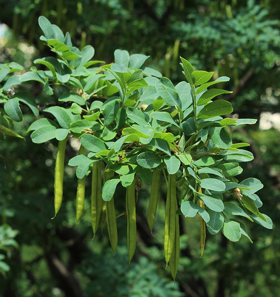 File:Caragana arborescens fruits.jpg