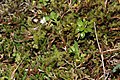 Cardamine pattersonii