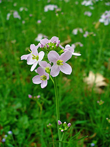 Cardamine pratensis Inflorescence