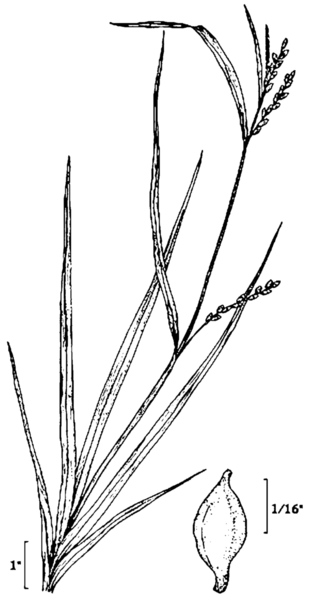 File:Carex leptonervia NRCS-2.png