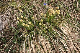 Horst-Segge (Carex sempervirens)