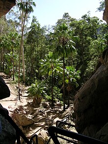 Livistona nitida, the Carnarvon fan palm, as seen from the Amphitheatre in Carnarvon National Park. Carnarvon Fan Palms.jpg