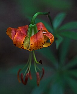 Carolina lily, Uwharrie National Forest, North Carolina, USA Carolina Lily.jpg