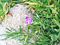 Carpobrotus edulis