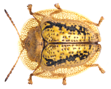 Cassida circumdata Herbst, 1799.png