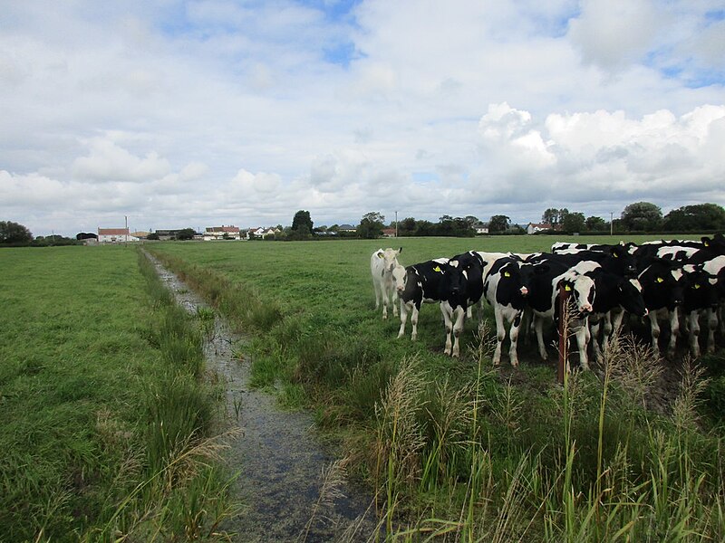 File:Cattle and drain - geograph.org.uk - 4713158.jpg
