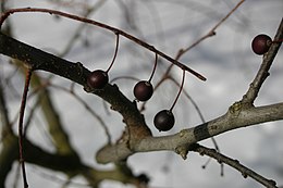 Celtis-occidentalis-owoce.JPG