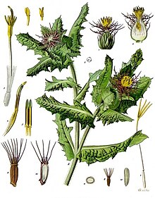 Centaurea benedicta - Köhler–s Medizinal-Pflanzen-043.jpg