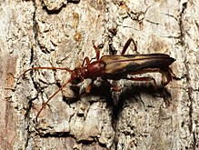 Cerambycid Ovipositing - Flickr - Treegrow (1) .jpg