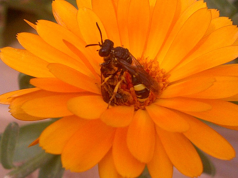 File:Cerceris rybyensis killing an halictid bee-20140819-3.jpg