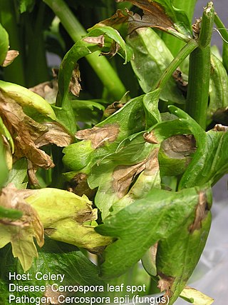 <i>Cercospora apii</i> Species of fungus