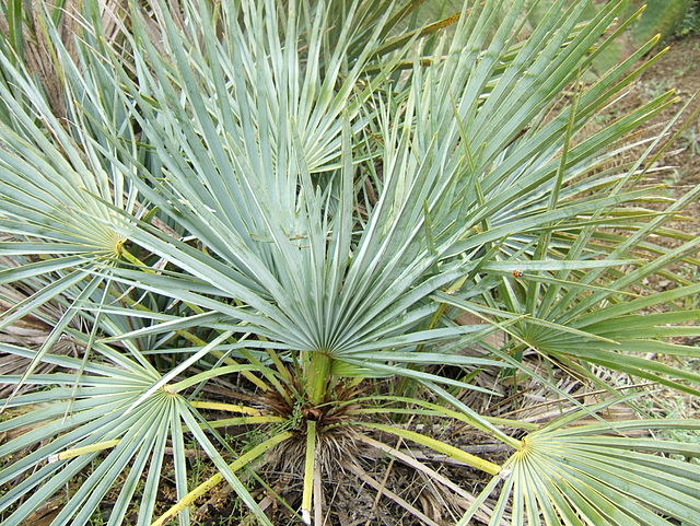 Chamaerops humilis var. argentea, south slopes of the High Atlas, Morocco. Zoom in to see the spines on the petioles.