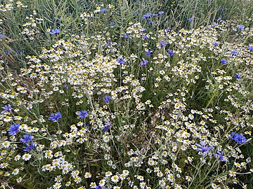 chamomile and cornflowers