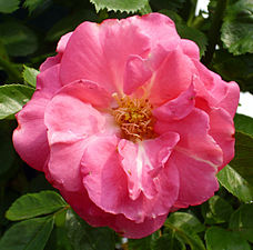 'Chaplin's Pink Climber', Chaplin 1928