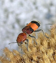 Кариран бръмбар (Enoclerus ichneumoneus) .jpg