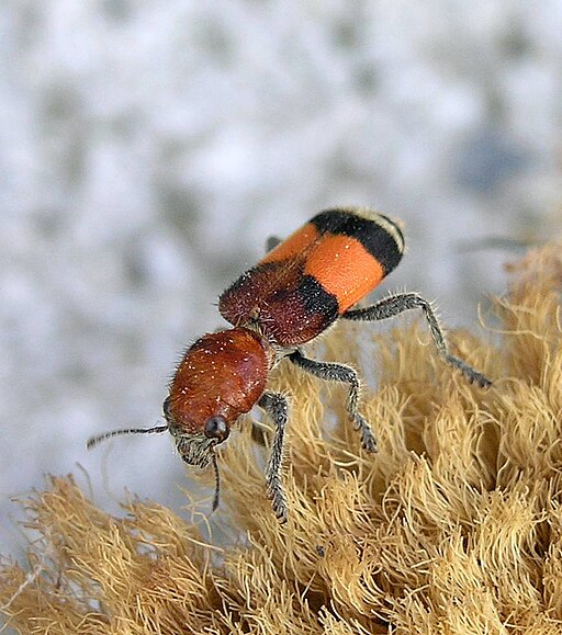 Checkered Beetle (Enoclerus ichneumoneus)