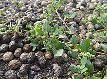 Typical habit of stinking goosefoot in coastal grassland in the Thames estuary Chenopodium vulvaria plant.jpg