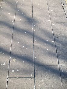 Chewing gum on a sidewalk. The number of pieces on a single tile is approximately Poisson distributed. Chewing gum on a sidewalk in Reykjavik.JPG