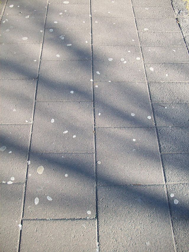 File:Chewing gum on a sidewalk in Reykjavík.JPG - Wikipedia