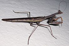 Polyspilota aeruginosa, the Madagascan marbled mantis Chipeque.jpg