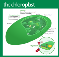 Chloroplast (standalone version)-en.svg