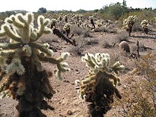 Պատկեր:Cholla_desert.JPG