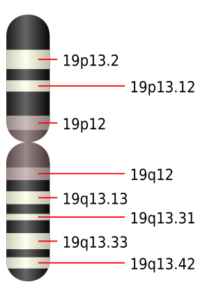 Fortune Salaire Mensuel de Chromosome 19 Humain Combien gagne t il d argent ? 2 216,00 euros mensuels