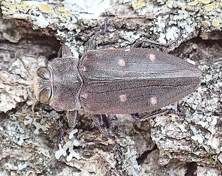 File:Chrysobothris affinis Greece.jpg