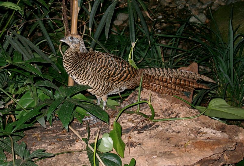 File:Chrysolophus amherstiae - Amherstfasan Henne - Lady Amherst Pheasant.jpg