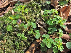 花茎は緑白色で基部は赤紫色をおびる。茎葉は2-3対が対生する。