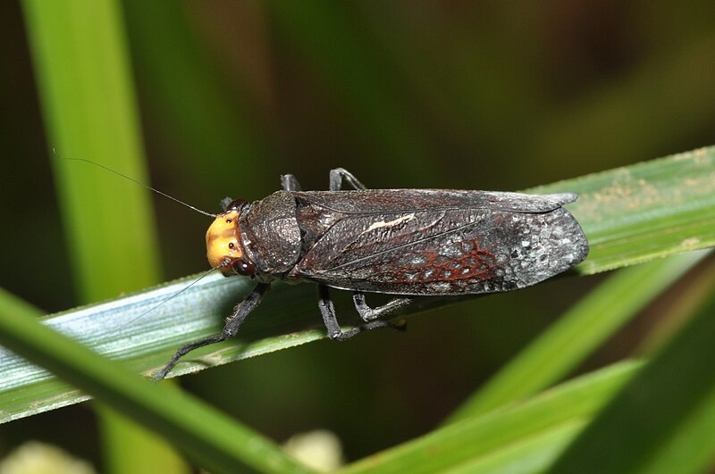 File:Cicadellidae (14905190861).jpg